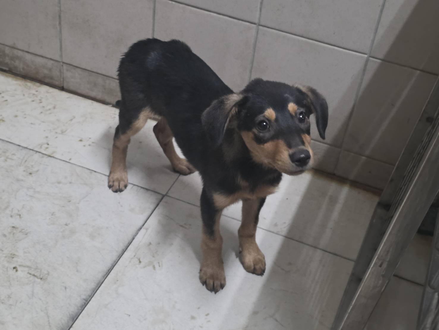 Black young female mixed-breed dog, Small, shelter no. …2924
