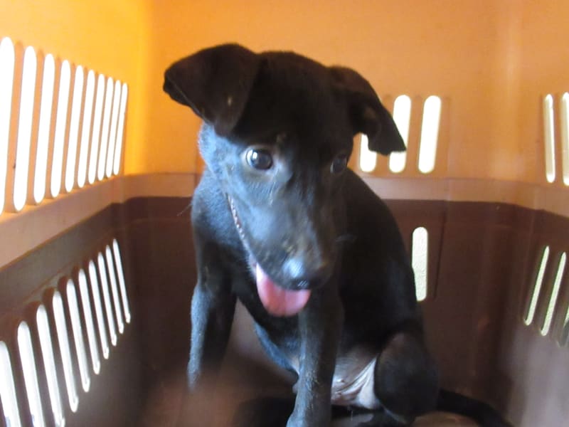 Perro mestizo macho joven (negro), Pequeño, refugio n.º …5001. Más cerca de la cara.