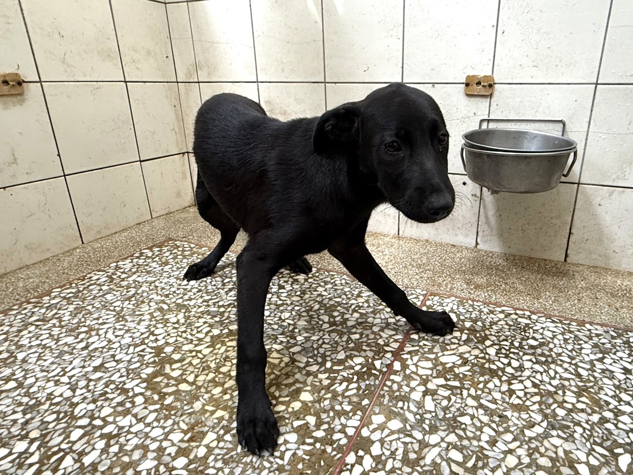 Chienne croisée femelle adulte (noir), Moyen, refuge n° …8A25