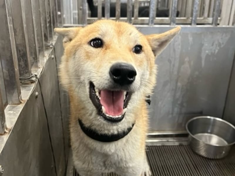 Shiba Inu macho adulto (canela), Mediano, refugio n.º …0008. Más cerca de la cara.