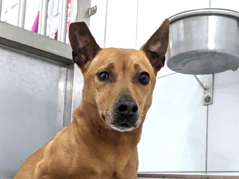 Perra mestiza hembra adulta (canela), Mediano, refugio n.º …4001. Más cerca de la cara.