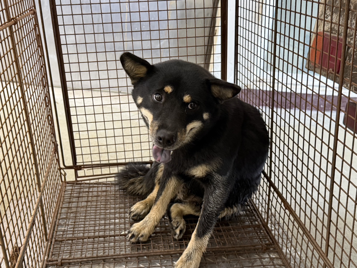 柴犬(メス・成犬・黒)、中型, 施設番号 …7002. 顔のアップです。
