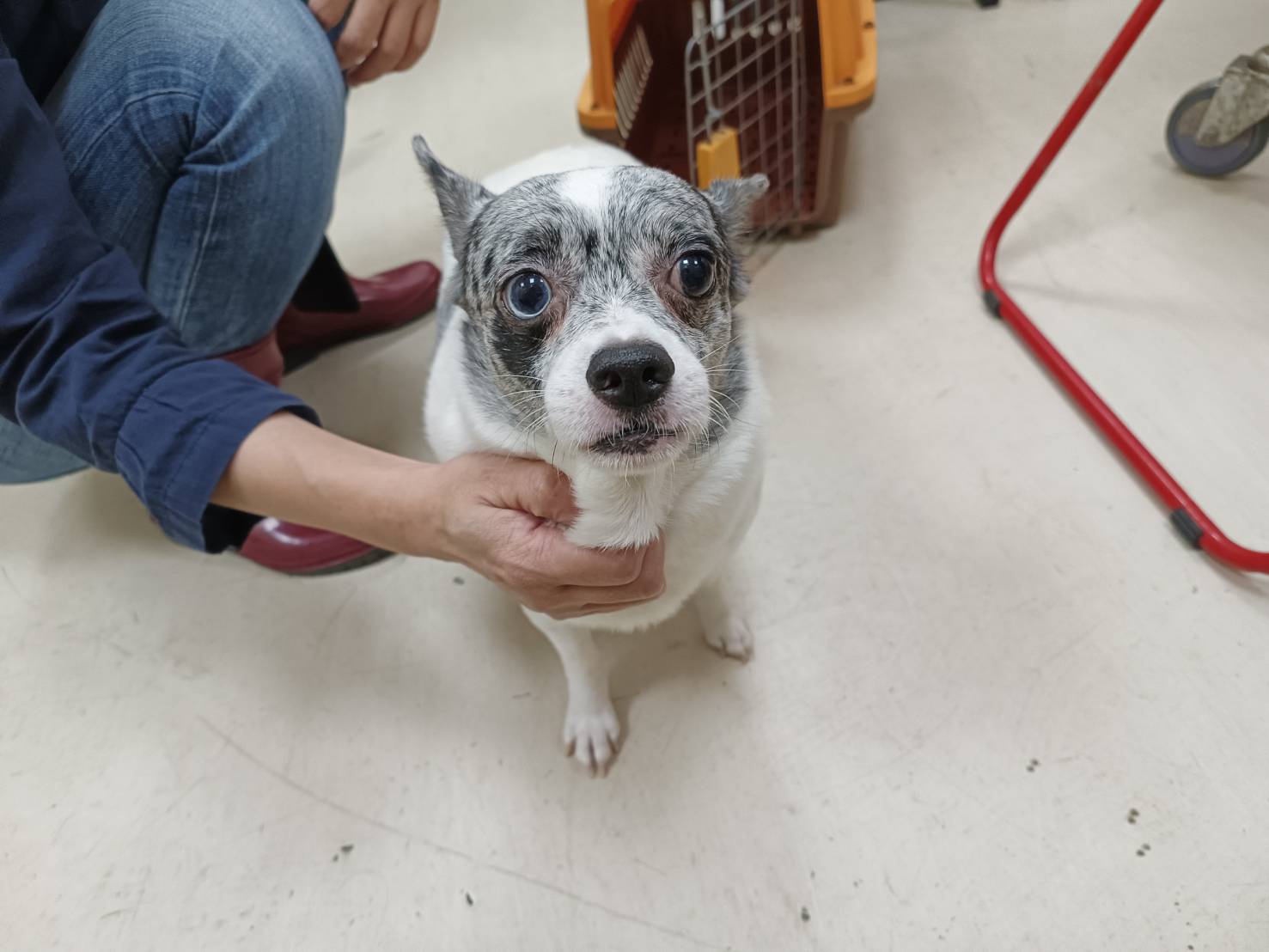 Chien croisé mâle adulte (noir et blanc), Petit, refuge n° …3001. Plus près du visage.
