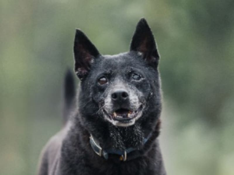 Chienne croisée femelle adulte (noir), Moyen, refuge n° …3003. Plus près du visage.