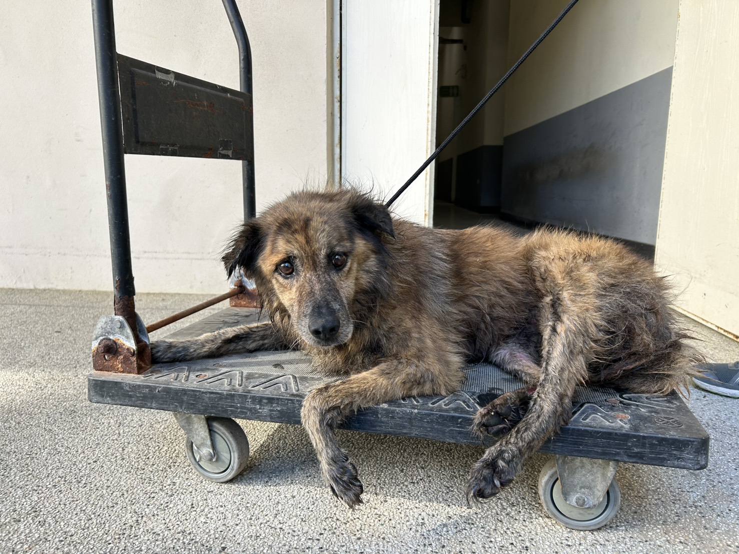 ミックス犬(メス・成犬・こげ茶と黒)、中型, 施設番号 …6001. 顔のアップです。