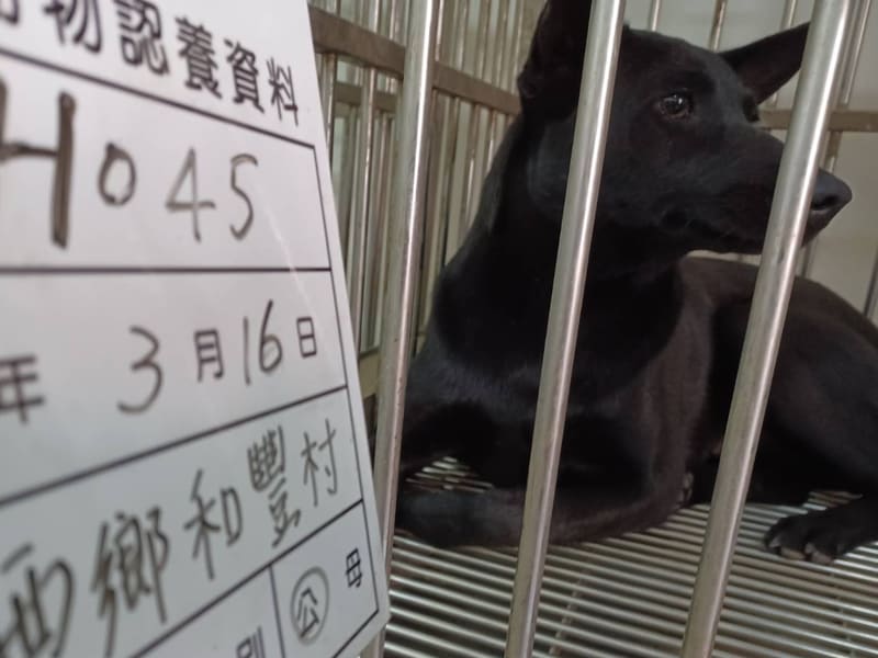 믹스견 (암컷, 성견, 검은색), 대형, 보호소 번호 …045D. 동물의 전체 모습이에요.