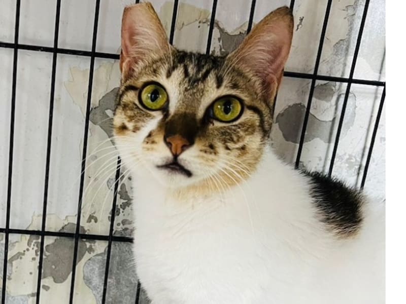 ミックス猫(メス・成猫・トラと白)、中型, 施設番号 …7003. 顔のアップです。
