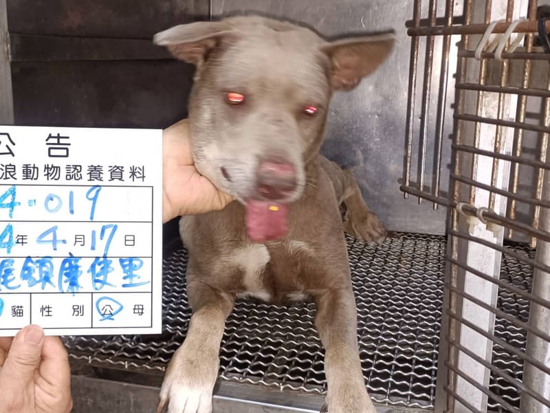 ミックス犬(オス・成犬・こげ茶)、大型, 施設番号 …019D. 全身です。