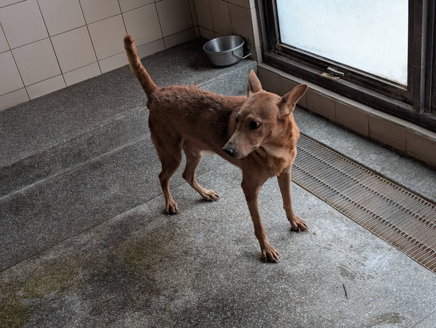 ミックス犬（オス・成犬・トラ）、大型, 施設番号 …3101