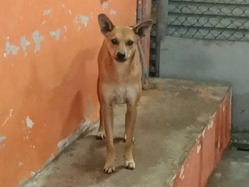 Perra mestiza hembra joven (canela), Pequeño, refugio n.º …0009. Todo el animal.