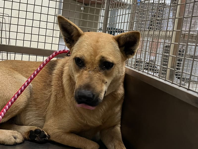 Tan adult female mixed-breed dog, Medium, shelter no. …2903. Closer on the face.
