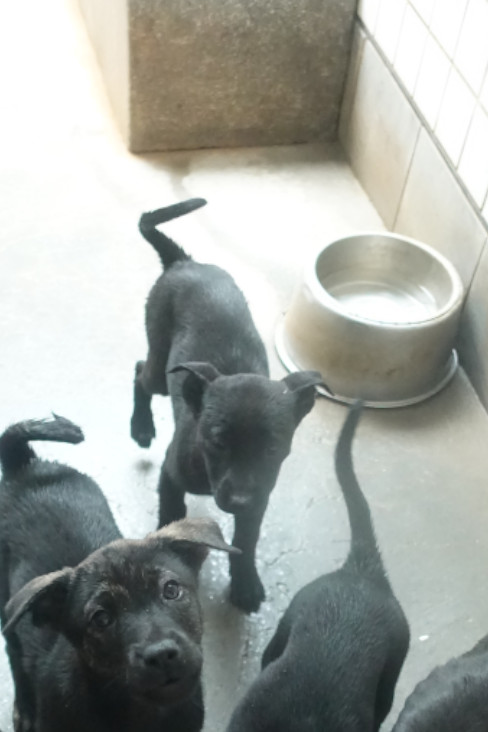 Perro mestizo joven (negro), Pequeño, refugio n.º …0373. Más cerca de la cara.