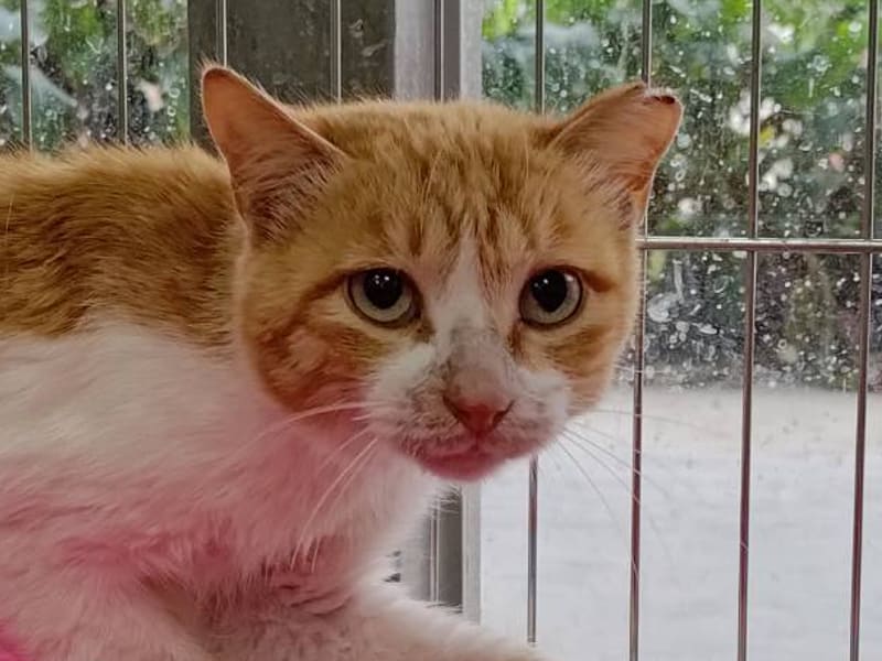 ミックス猫(オス・成猫・茶と白)、中型, 施設番号 …2005. 顔のアップです。