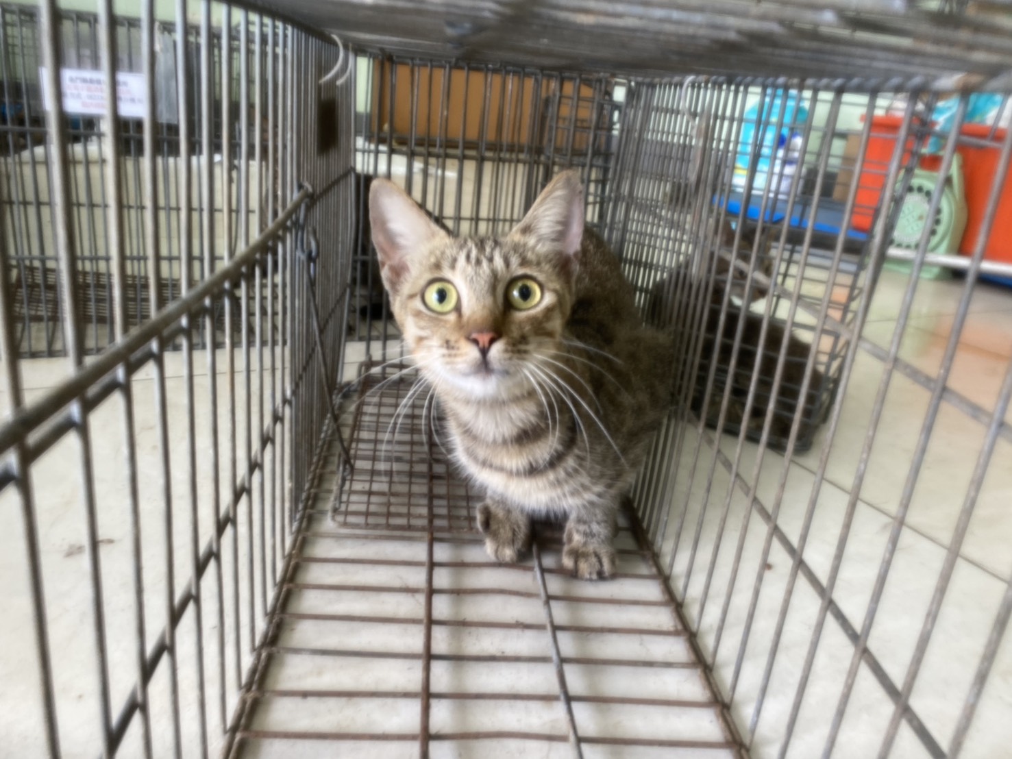 Gata mestiza hembra adulta, Pequeño, refugio n.º …9C05