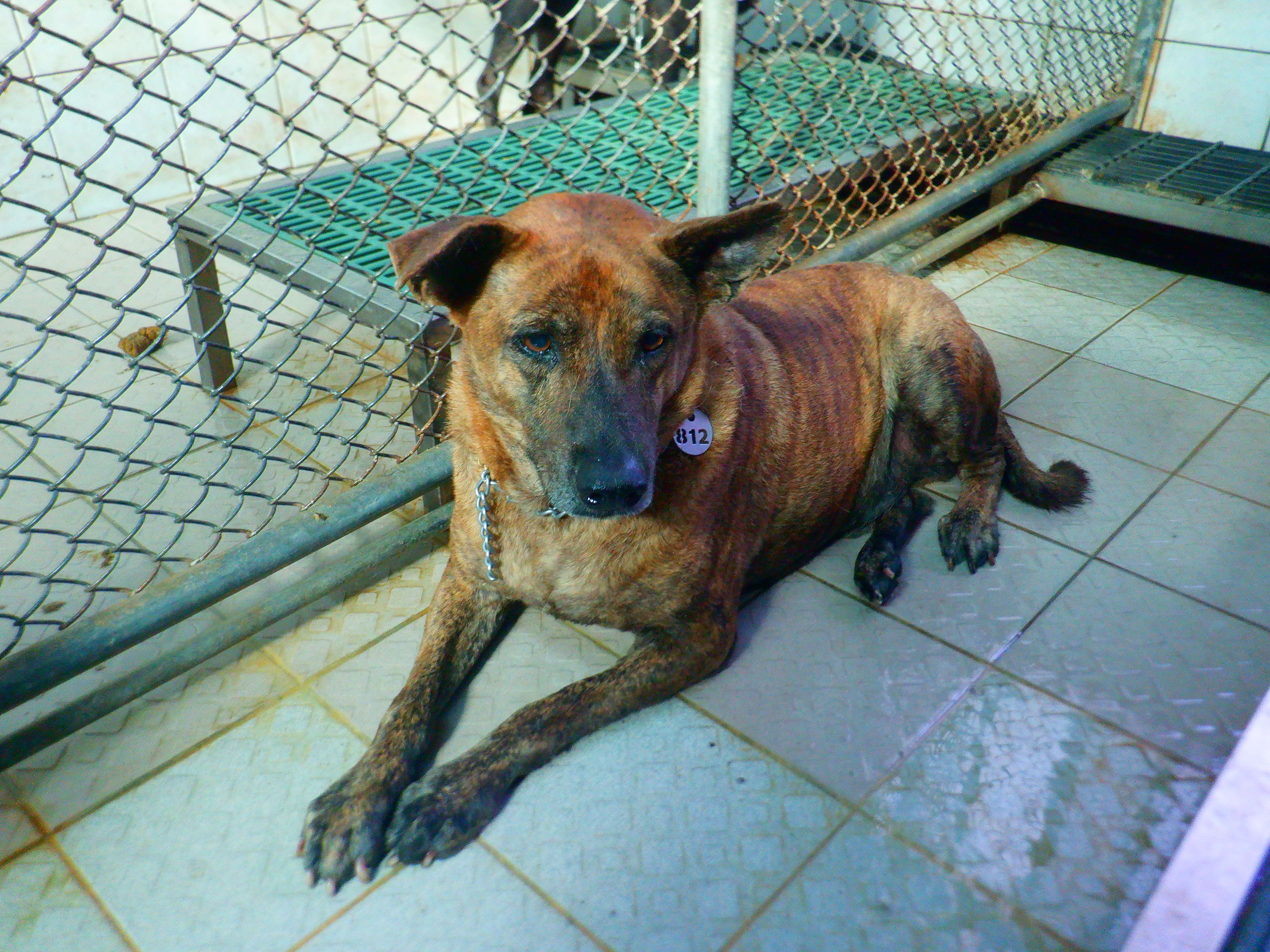 Perro mestizo macho adulto (atigrado), Mediano, refugio n.º …7812. Más cerca de la cara.
