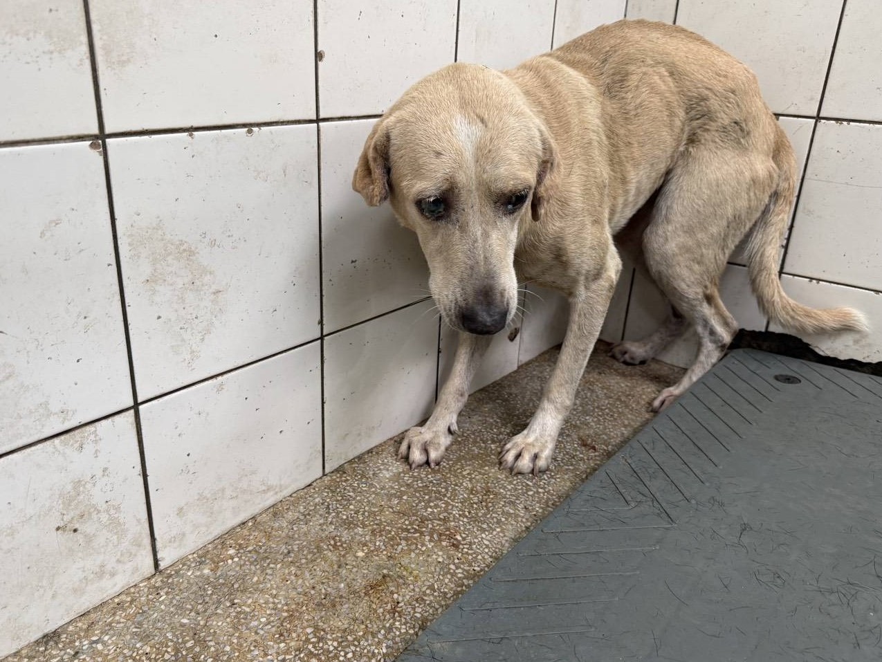ミックス犬(オス・成犬・茶)、大型, 施設番号 …25-2. 顔のアップです。