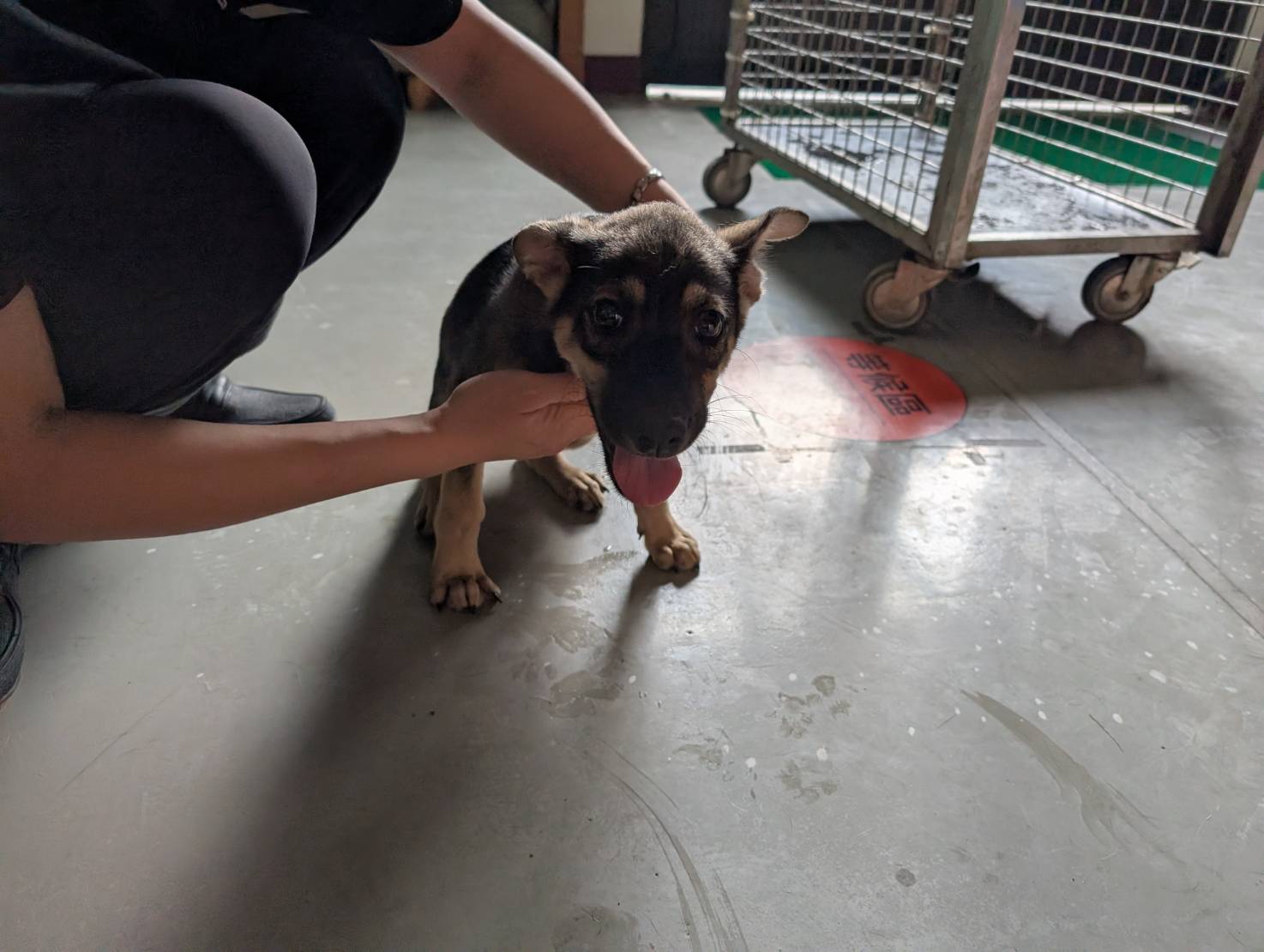 ミックス犬（オス・成犬・黒）、大型, 施設番号 …2501