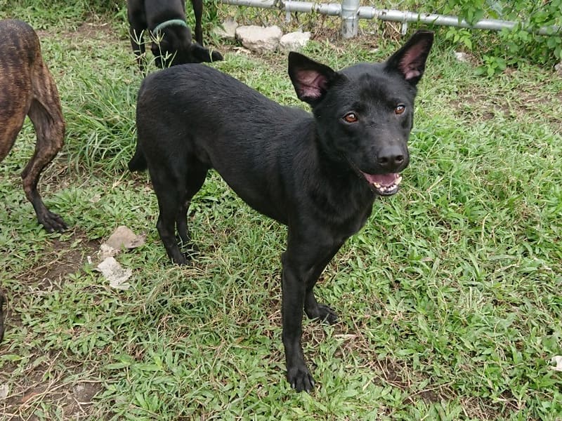 ミックス犬(オス・成犬・黒)、中型, 施設番号 …2911. 全身です。