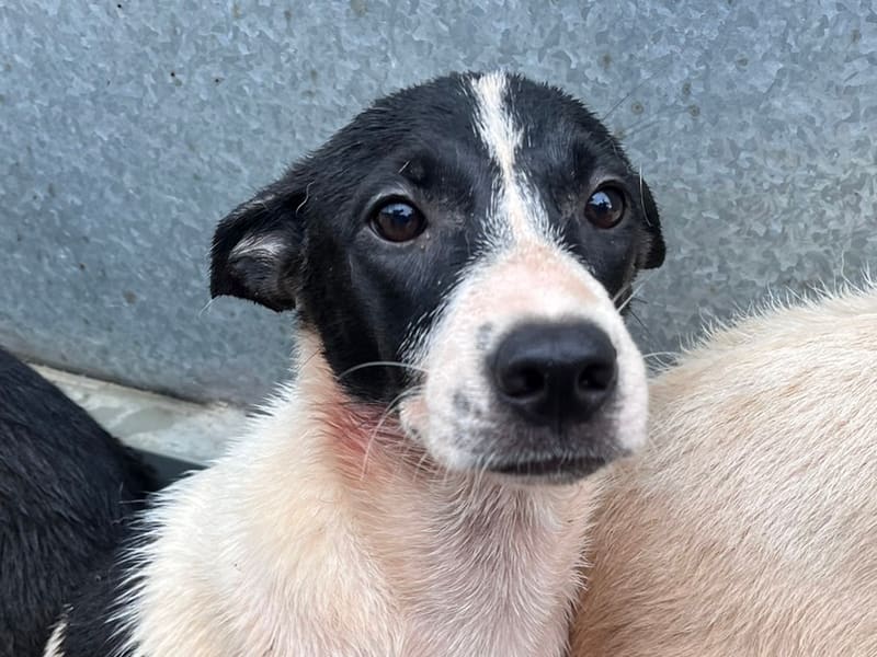 Black-and-white young female mixed-breed dog, Medium, shelter no. …7009. Closer on the face.