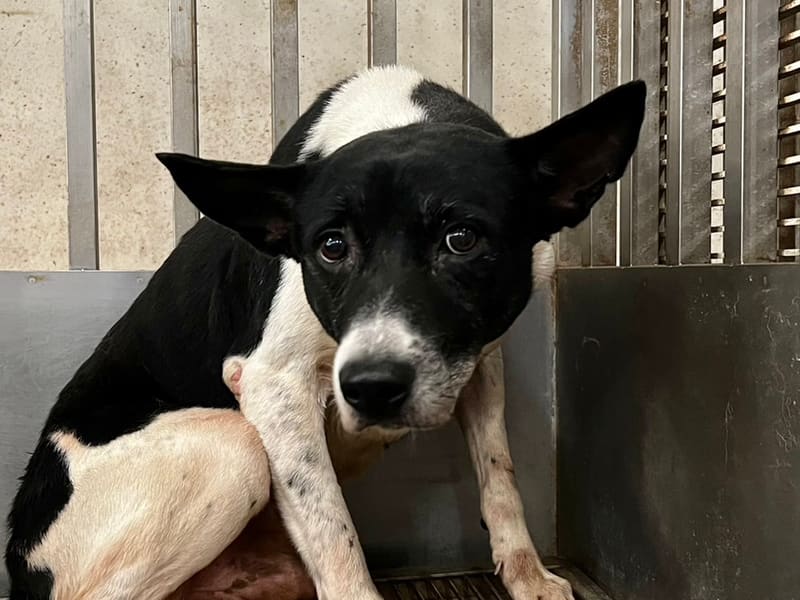 ミックス犬(オス・成犬・黒と白)、中型, 施設番号 …0001. 顔のアップです。