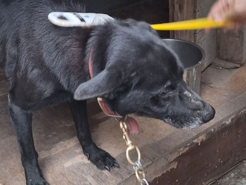 ミックス犬(オス・成犬・黒)、大型, 施設番号 …066D. 顔のアップです。