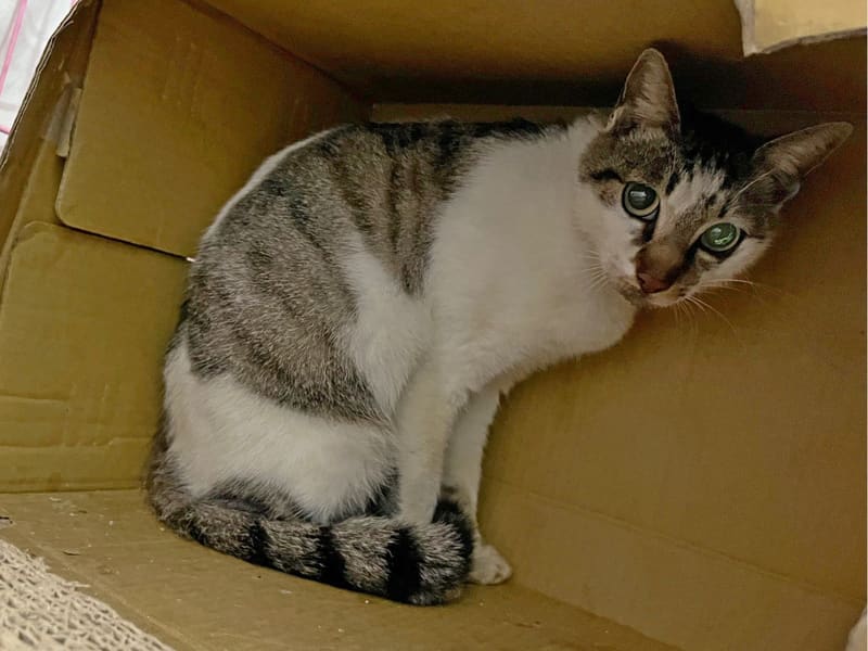 Chatte croisée femelle adulte (tigré et blanc), Petit, refuge n° …0204. Tout l'animal.