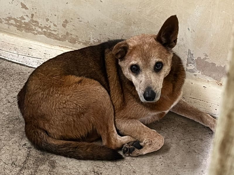 ミックス犬（メス・成犬・こげ茶）、中型, 施設番号 …2502. 全身です。