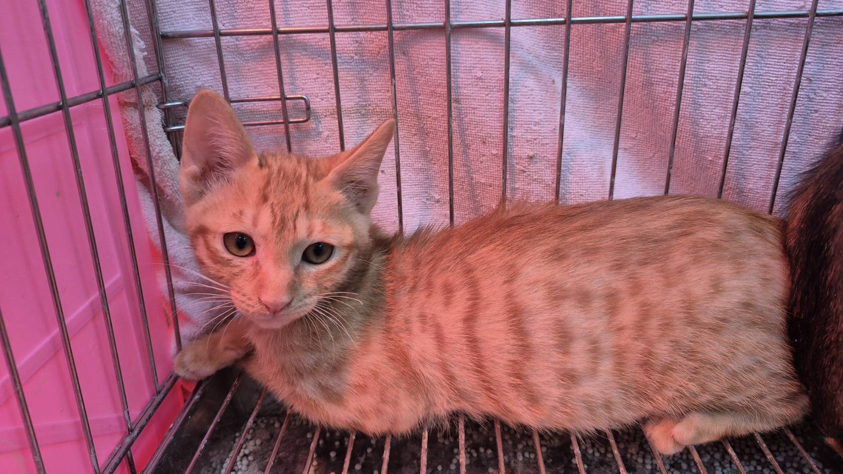 Gato mestizo macho joven (canela y atigrado), Pequeño, refugio n.º …9001. Todo el animal.