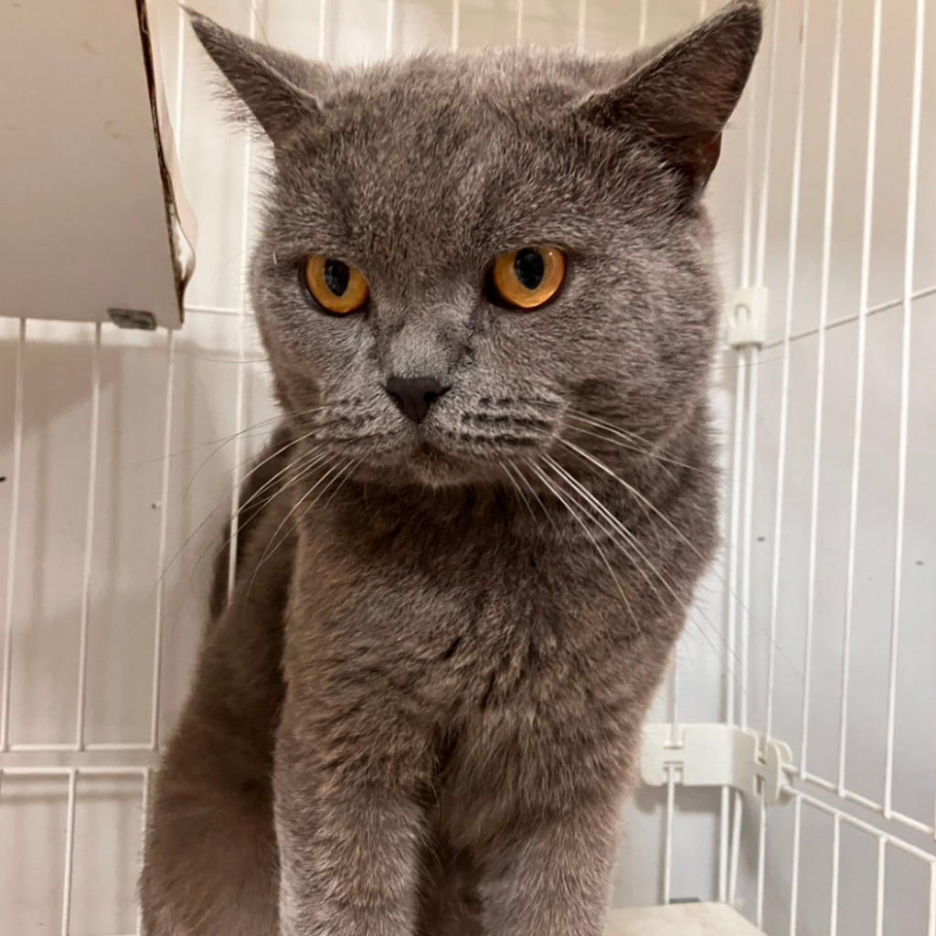 Adult male American Shorthair, Medium, shelter no. …8001