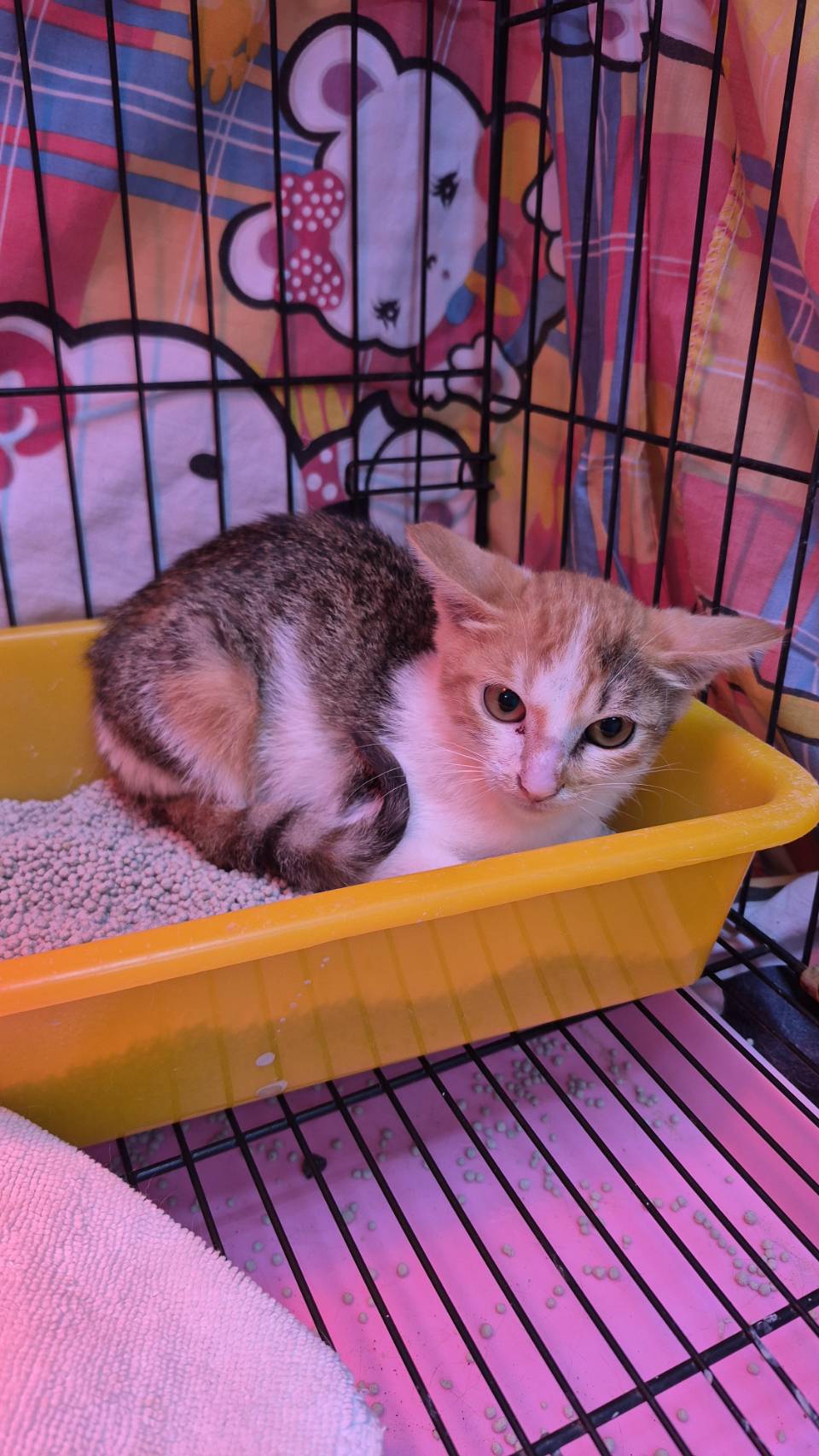 Gata mestiza hembra joven (tricolor), Pequeño, refugio n.º …0001. Más cerca de la cara.