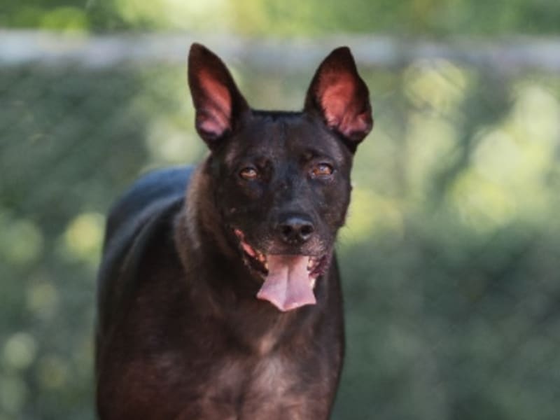 Perro mestizo macho adulto (negro), Mediano, refugio n.º …0501. Más cerca de la cara.