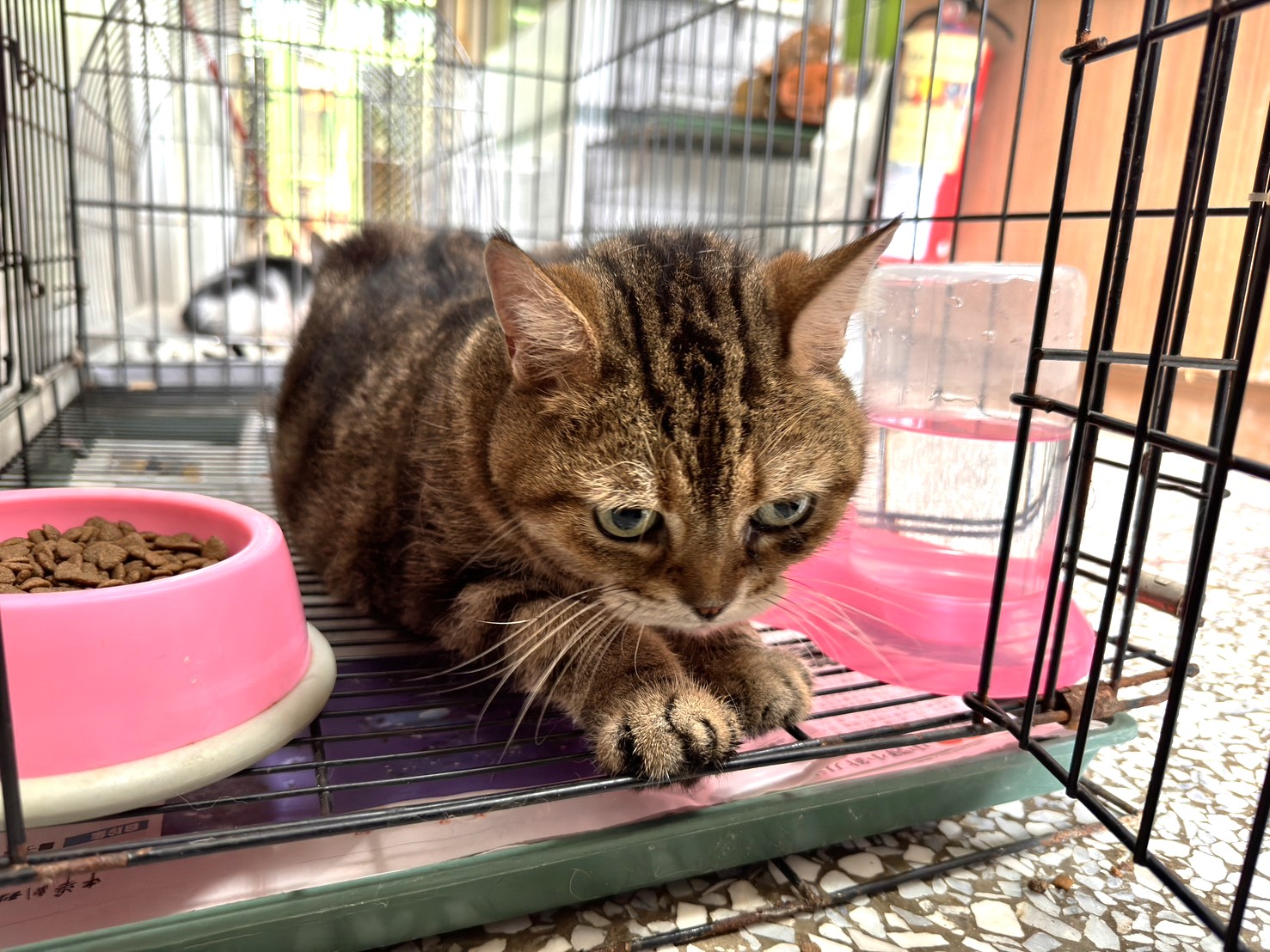 虎斑色成年公美国短毛猫,大型, 收容编号 …17C4. 脸部特写。