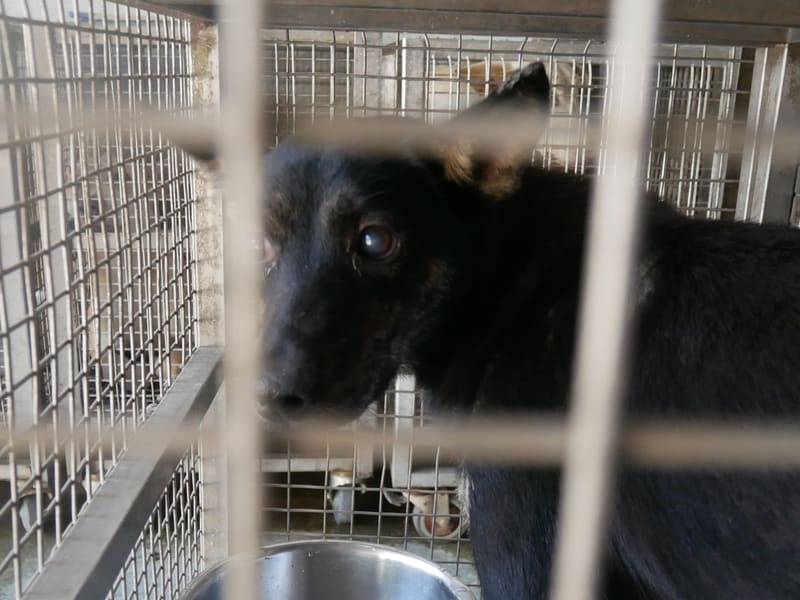 ミックス犬(メス・成犬・黒)、小型, 施設番号 …7-04. 顔のアップです。
