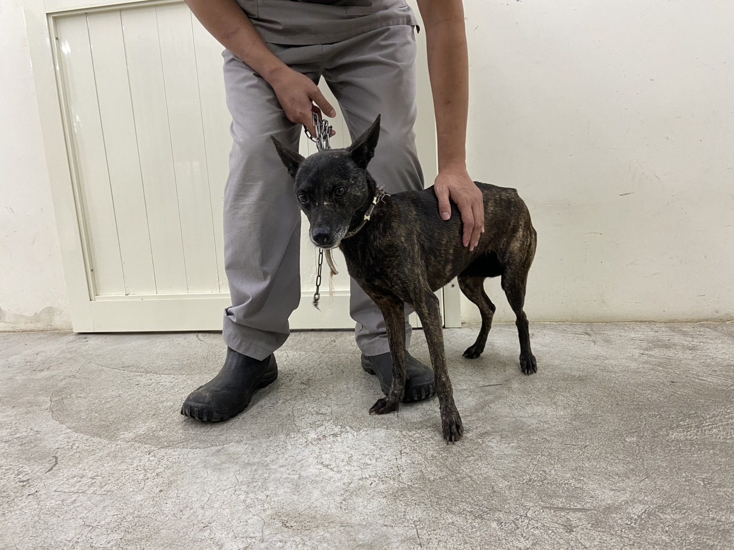 ミックス犬(メス・成犬・トラ)、中型, 施設番号 …1406. 全身です。
