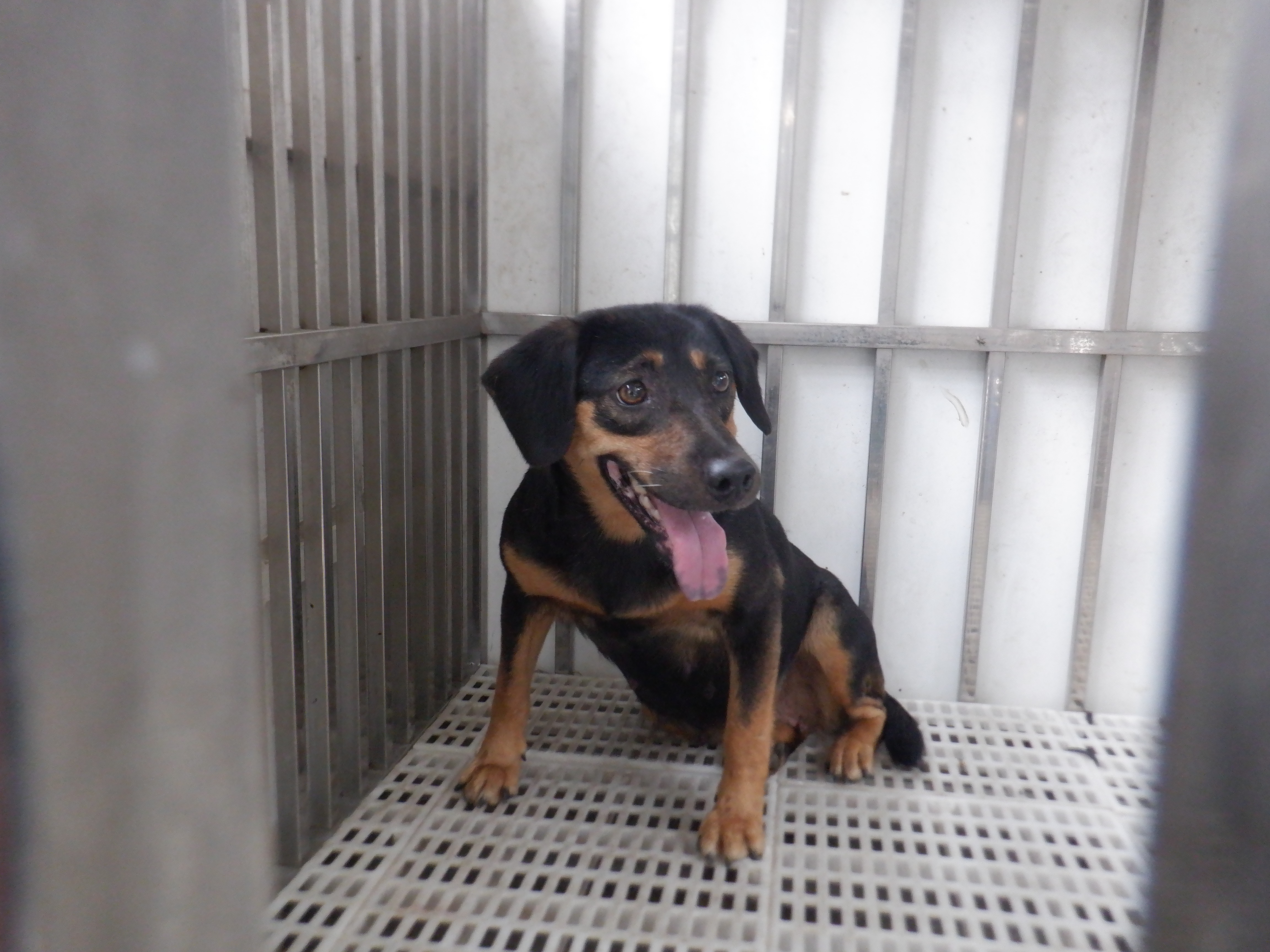 Perra mestiza hembra adulta (negro y canela), Mediano, refugio n.º …8844. Todo la mascota.