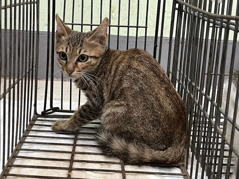 Young male mixed-breed cat, Small, shelter no. …2C07. The whole animal.