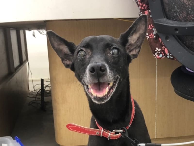 Black adult female mixed-breed dog, Medium, shelter no. …2401. Closer on the face.