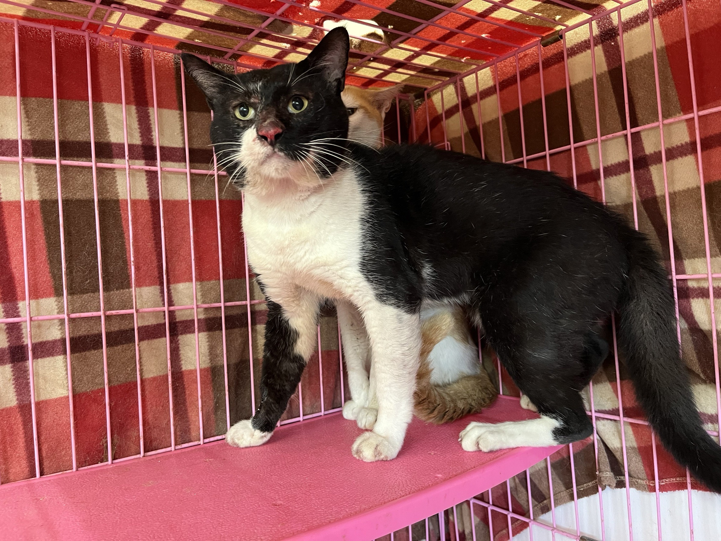 ミックス猫(オス・成猫・黒と白)、中型, 施設番号 …2706. 顔のアップです。