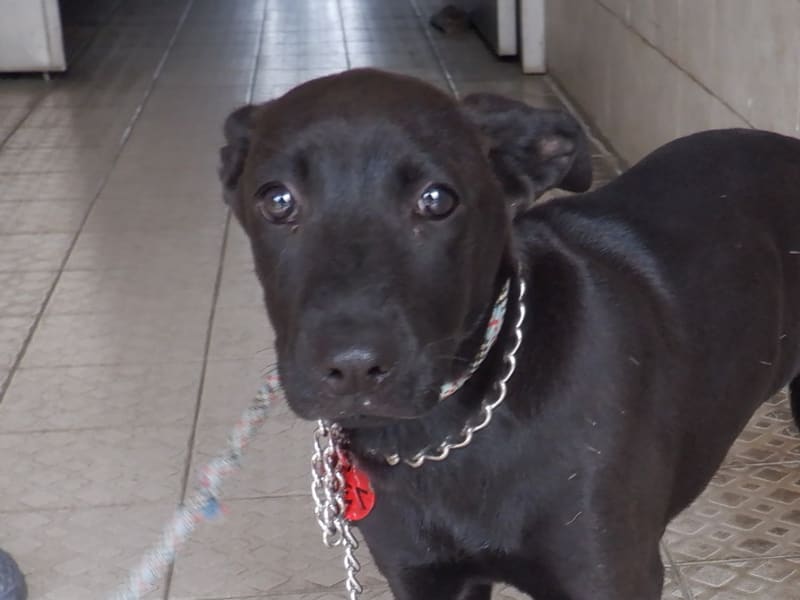 Chienne croisée femelle adulte (noir), Moyen, refuge n° …5735. Plus près du visage.