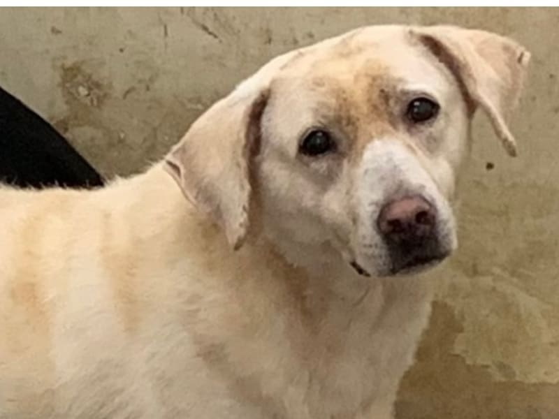 White young female mixed-breed dog, Small, shelter no. …0201. Closer on the face.
