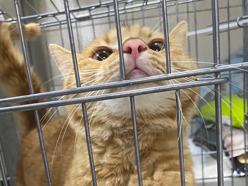 Gato mestizo macho joven (canela y atigrado), Mediano, refugio n.º …3002. Más cerca de la cara.
