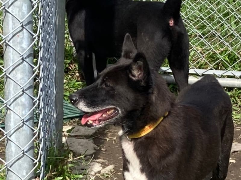 Black-and-white young male mixed-breed dog, Small, shelter no. …2203. Closer on the face.
