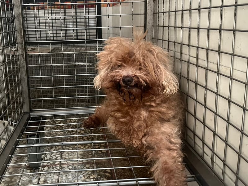 Brown adult female poodle, Small, shelter no. …31W8