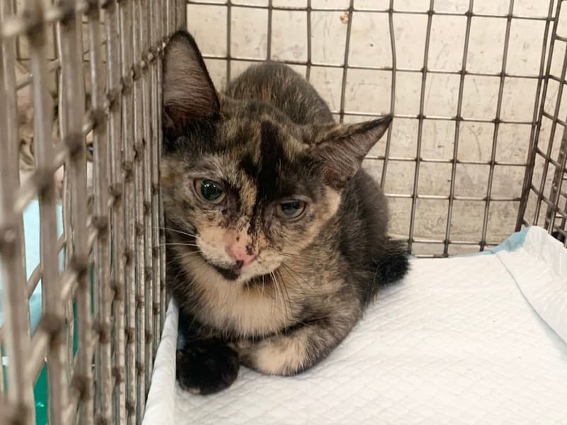 Pusang halo ang lahi (Babae, Bata), Maliit, blg. ng shelter …2205