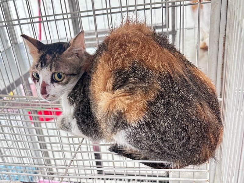 Chatte croisée femelle adulte (tricolore), Grand, refuge n° …1003. Tout l'animal.
