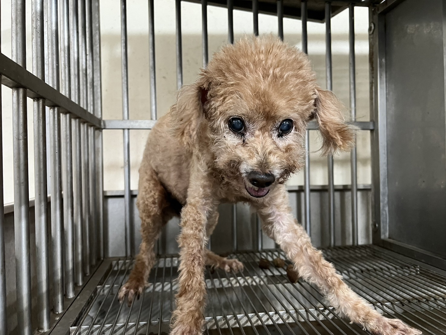 Caniche macho adulto (marrón), Pequeño, refugio n.º …3001. Más cerca de la cara.
