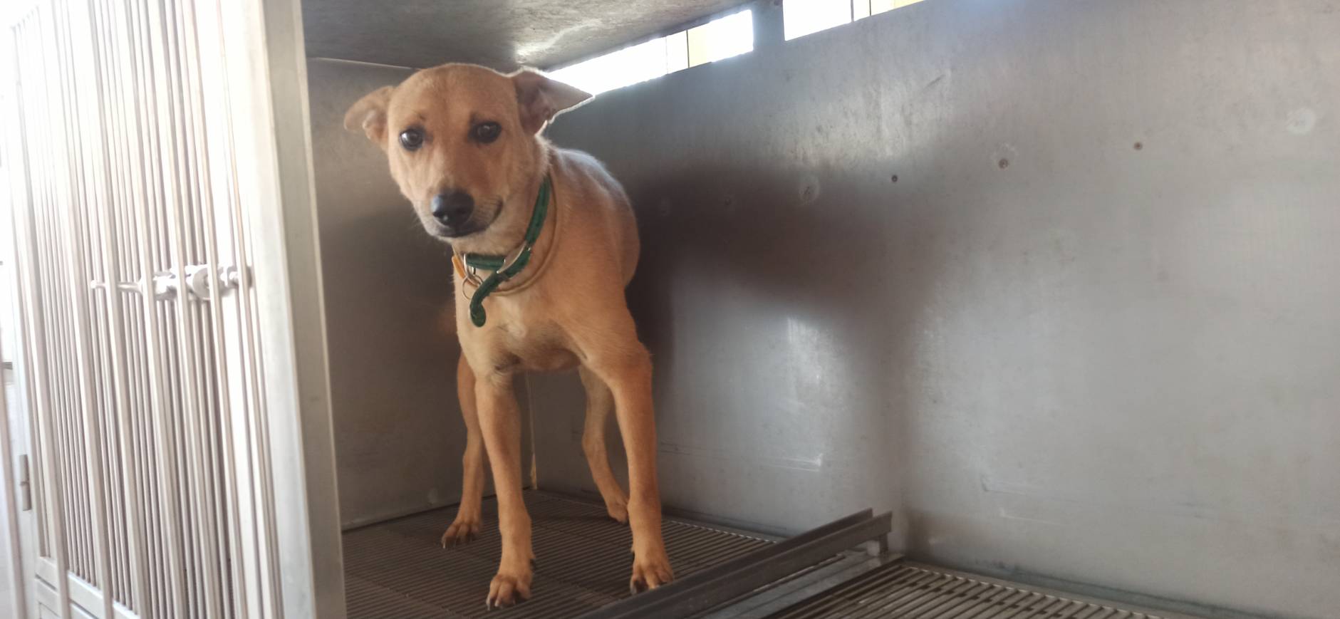 Perra mestiza hembra adulta (canela), Mediano, refugio n.º …5D01. Más cerca de la cara.