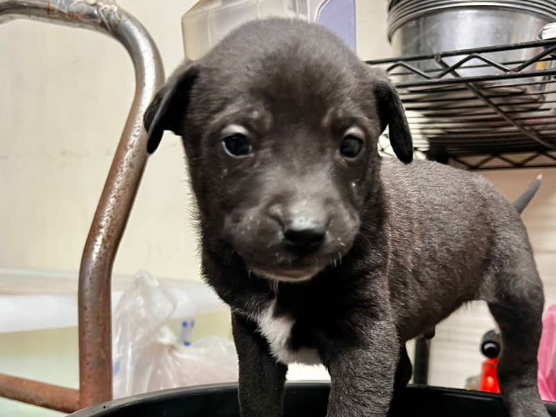 Perro mestizo macho joven (negro), Pequeño, refugio n.º …2004. Más cerca de la cara.