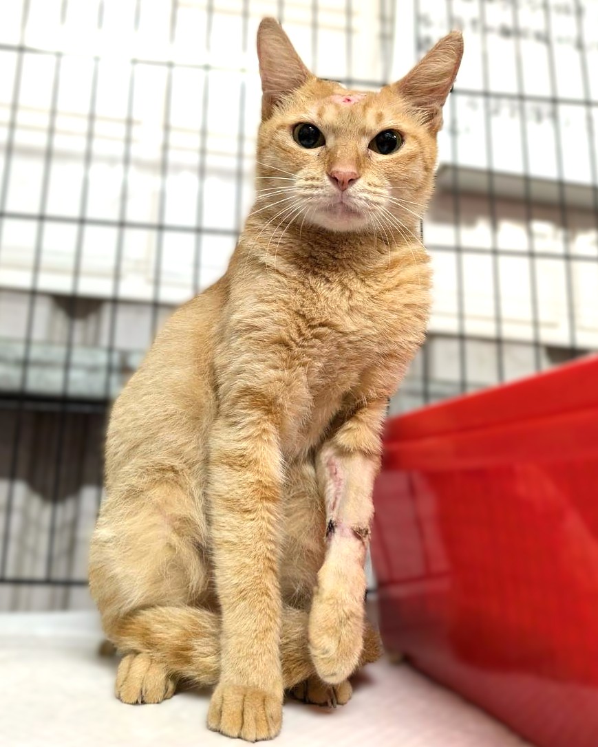 Orange adult female mixed-breed cat, Medium, shelter no. …8005. Closer on the face.