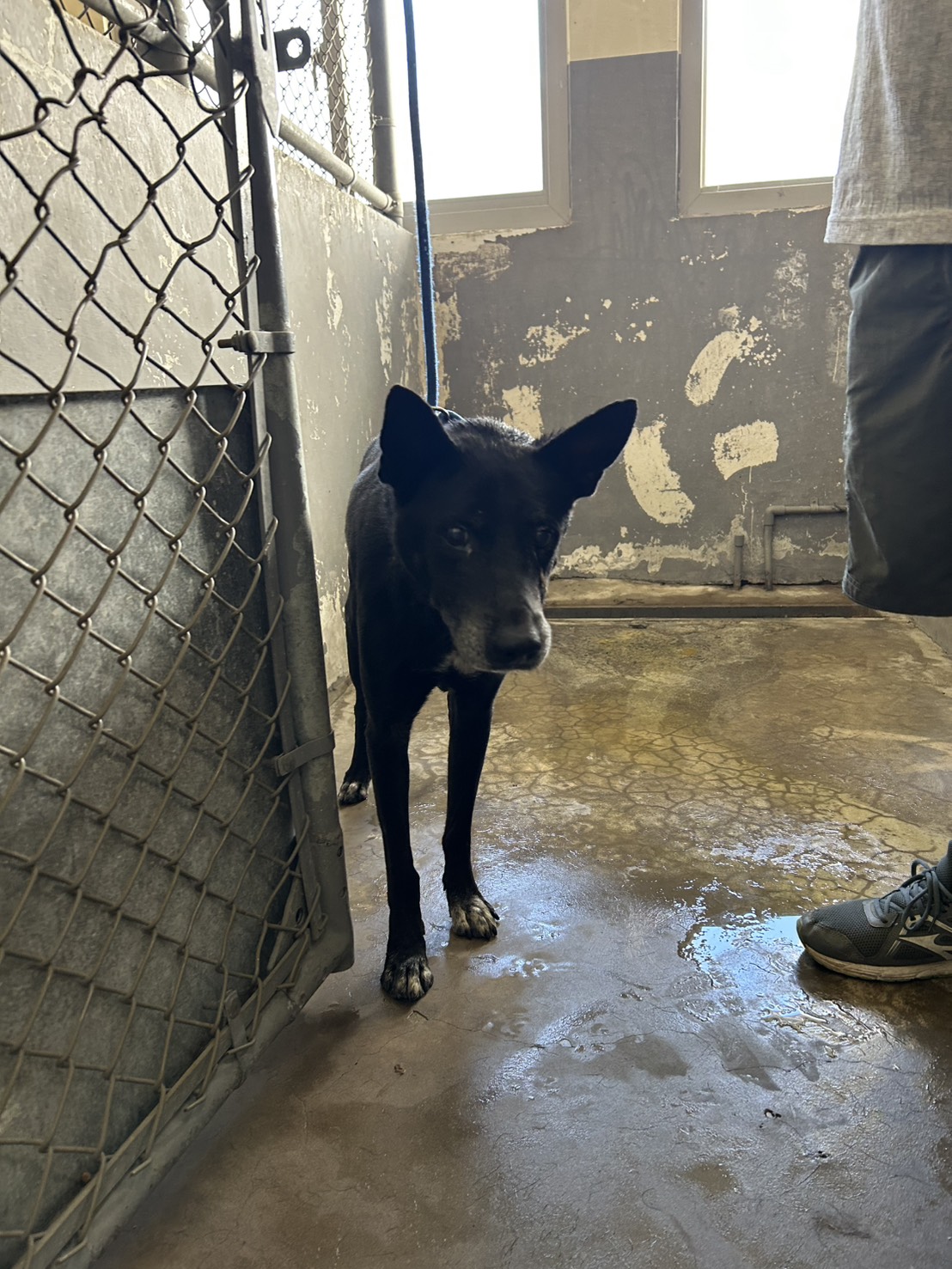 Perro mestizo macho adulto (negro), Mediano, refugio n.º …8001. Más cerca de la cara.